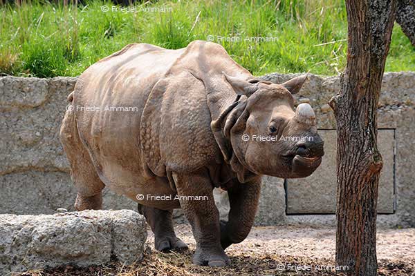 IMPRESSIONEN - Zoologischer Garten Basel / Panzernashorn