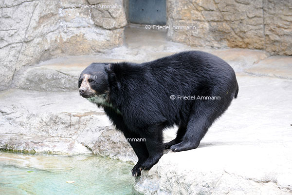 IMPRESSIONEN - Zoologischer Garten Basel / Nasenbär