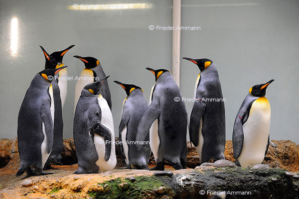IMPRESSIONEN - Zoologischer Garten Basel / Königspinguine