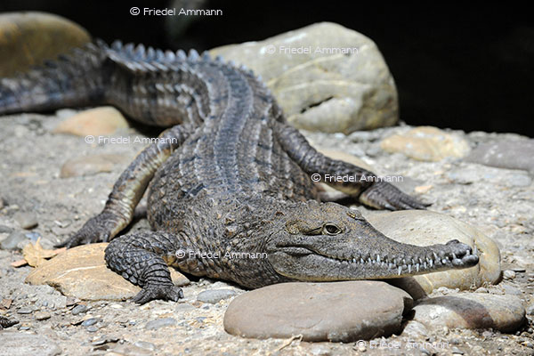 IMPRESSIONEN - Zoologischer Garten Basel / Krokodil