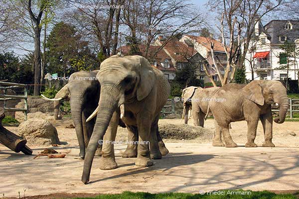 IMPRESSIONEN - Zoologischer Garten Basel / Elefanten