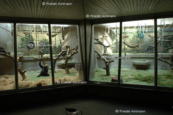 IMPRESSIONEN - Zoologischer Garten Basel / Affenhaus