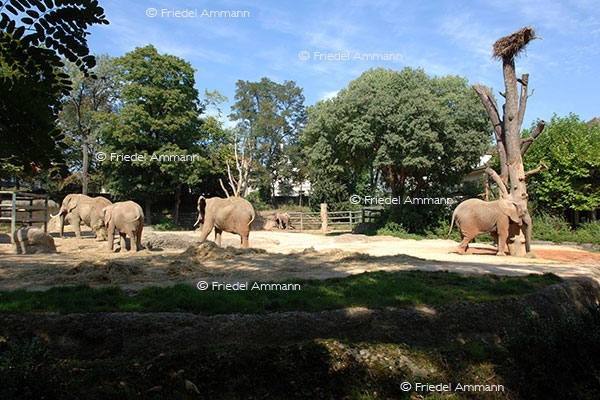 IMPRESSIONEN - Zoologischer Garten Basel / Elefantengehege