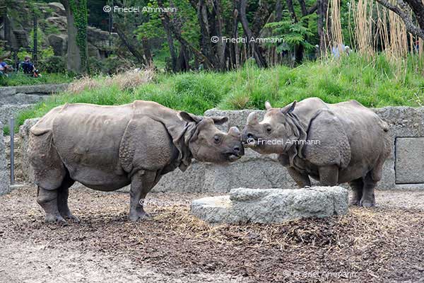 IMPRESSIONEN - Zoologischer Garten Basel / Panzernashörner