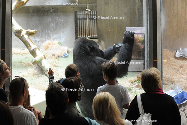 Zoologischer Garten Basel / Gorilla