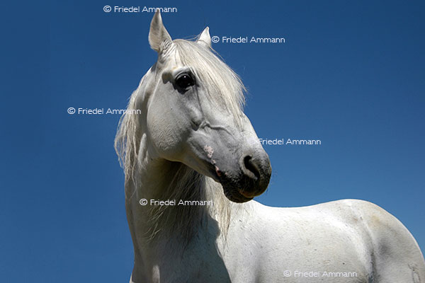 IMPRESSIONEN - Tiere - Schimmel