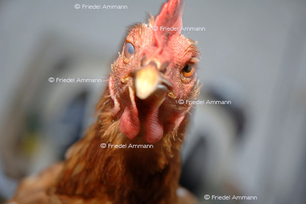 IMPRESSIONEN - Tiere - Hahn
