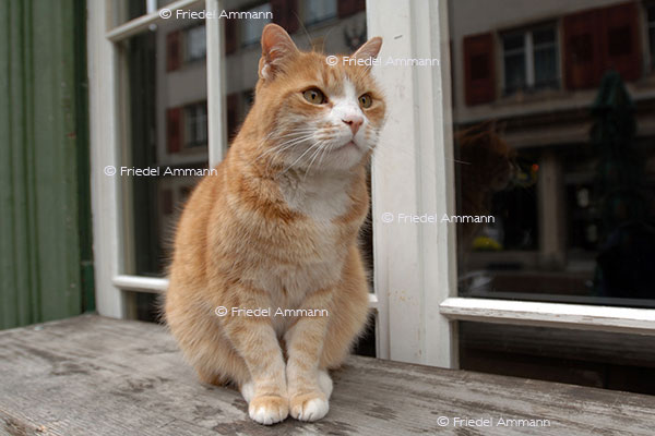 IMPRESSIONEN - Tiere - Tigerkatze
