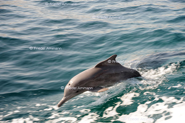 IMPRESSIONEN - Tiere – Delphin, Oman