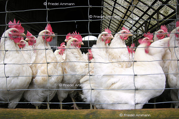 IMPRESSIONEN - Tiere - Hühner