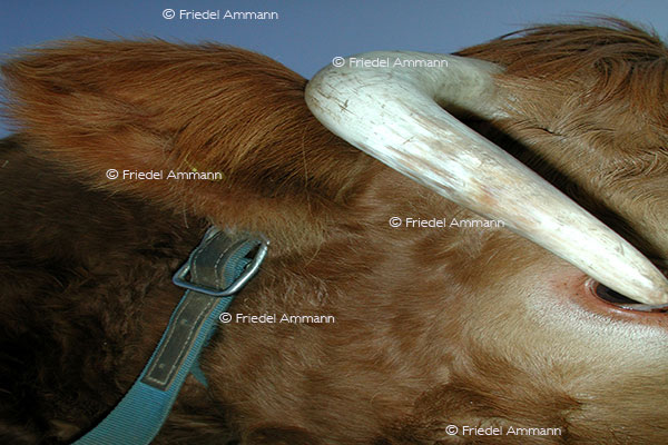 IMPRESSIONEN - Tiere - Schweizer Braunvieh