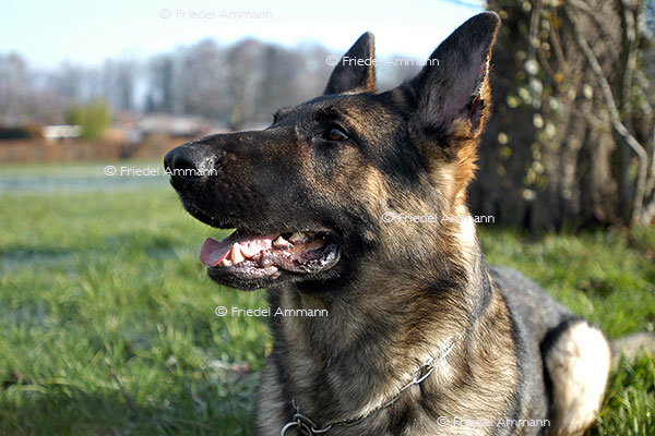 IMPRESSIONEN - Tiere - Schäferhund