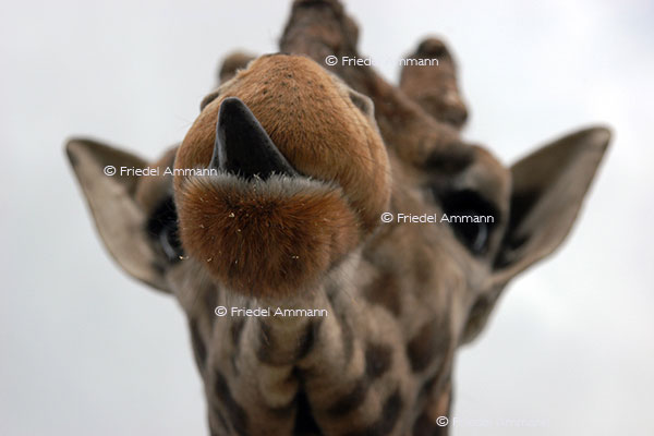 IMPRESSIONEN - Tiere - Giraffe