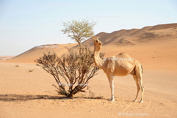 IMPRESSIONEN - Tiere – Kamel, Oman
