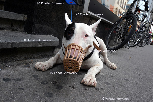 IMPRESSIONEN - Tiere - Bullterrier
