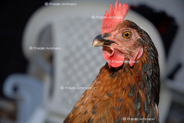 IMPRESSIONEN - Tiere - Hahn