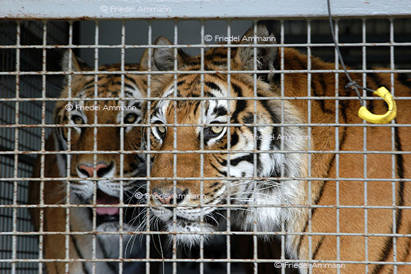 IMPRESSIONEN - Tiere - Tiger