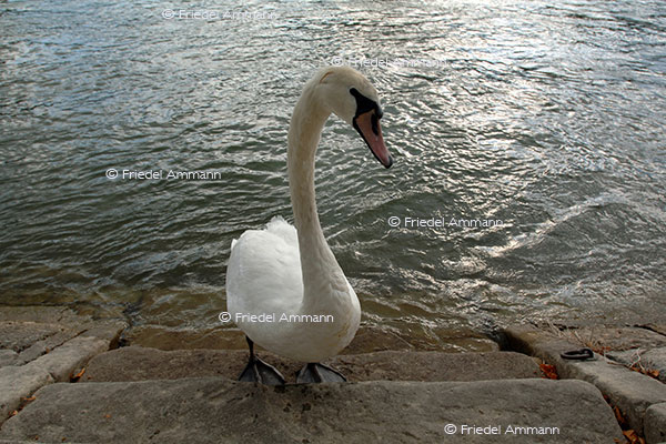 IMPRESSIONEN - Tiere – Schottisches Hochlandrind