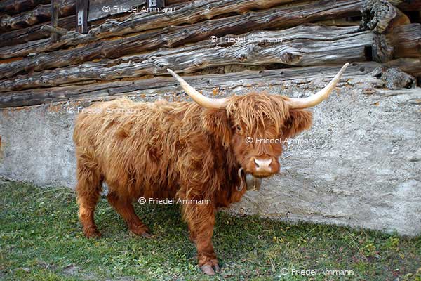 IMPRESSIONEN - Tiere – Schottisches Hochlandrind