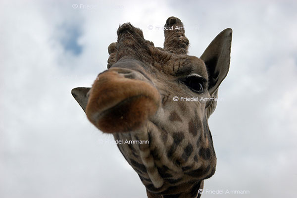 IMPRESSIONEN - Tiere - Giraffe