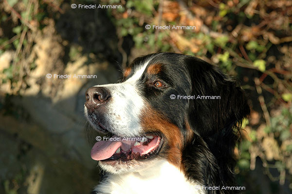 IMPRESSIONEN - Tiere - Berner Sennenhund