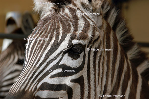 IMPRESSIONEN - Tiere - Zebra