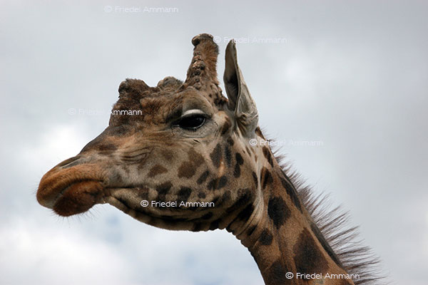 IMPRESSIONEN - Tiere - Giraffe