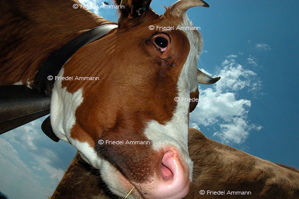 IMPRESSIONEN - Tiere - Rotes Fleckvieh