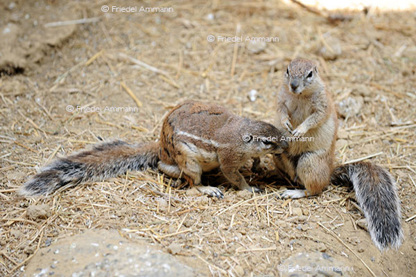 IMPRESSIONEN - Tiere - Murmeltiere