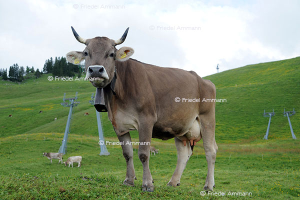 IMPRESSIONEN - Tiere - Schweizer Braunvieh