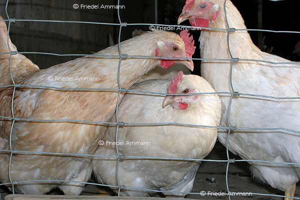 IMPRESSIONEN - Tiere - Hühner