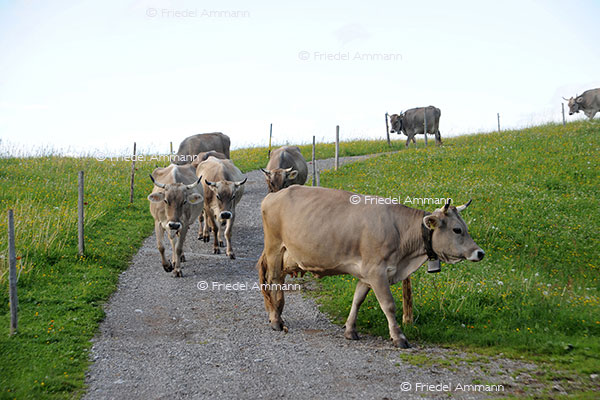 IMPRESSIONEN - Tiere - Schweizer Braunvieh 