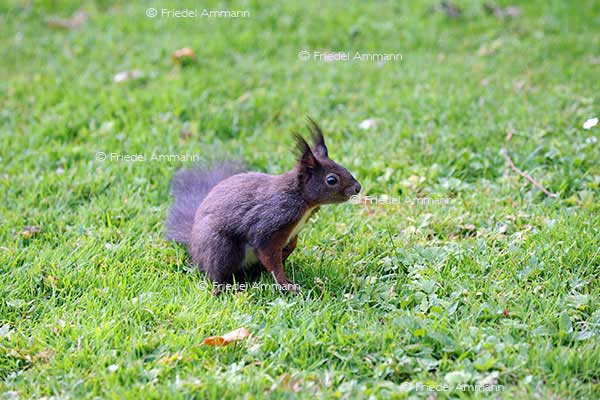 IMPRESSIONEN - Tiere - Eichhörnchen