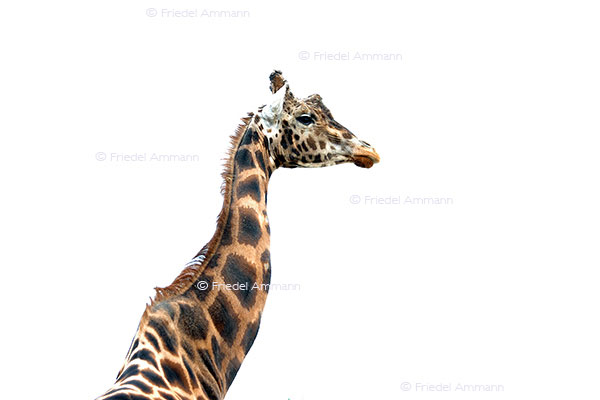 IMPRESSIONEN - Tiere - Giraffe