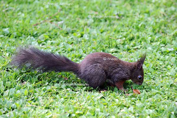 IMPRESSIONEN - Tiere - Eichhörnchen