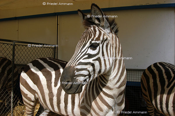 IMPRESSIONEN - Tiere - Zebra