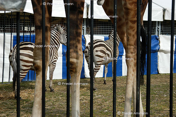 IMPRESSIONEN - Tiere - Zebra