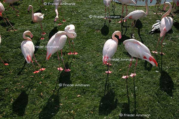 IMPRESSIONEN - Tiere - Flamingos