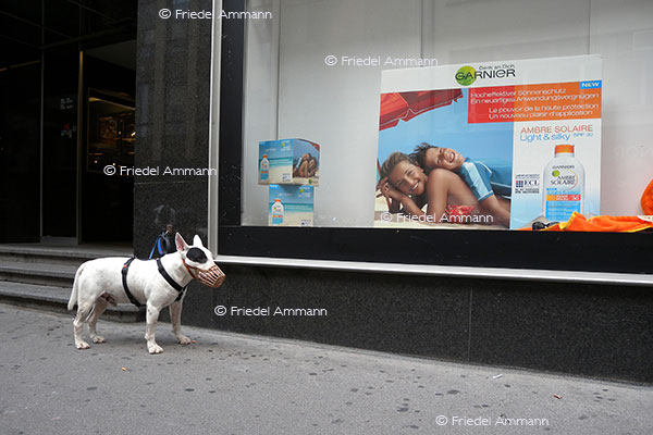 IMPRESSIONEN - Tiere - Bullterrier