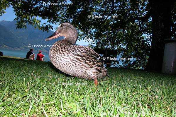 IMPRESSIONEN - Tiere - Ente