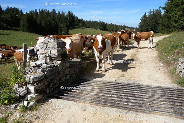 IMPRESSIONEN - Tiere - Rotes Fleckvieh 