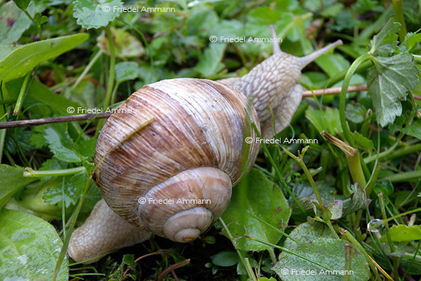 IMPRESSIONEN - Tiere - Schnecke
