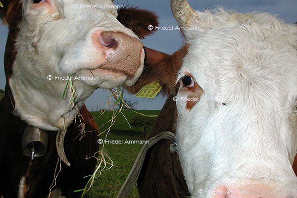 IMPRESSIONEN - Tiere - Rotes Fleckvieh