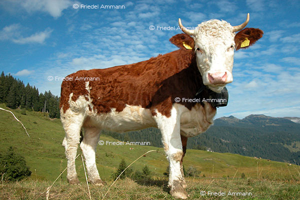 IMPRESSIONEN - Tiere - Rotes Fleckvieh