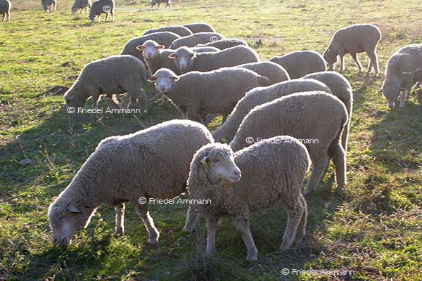 IMPRESSIONEN - Tiere - Schafe