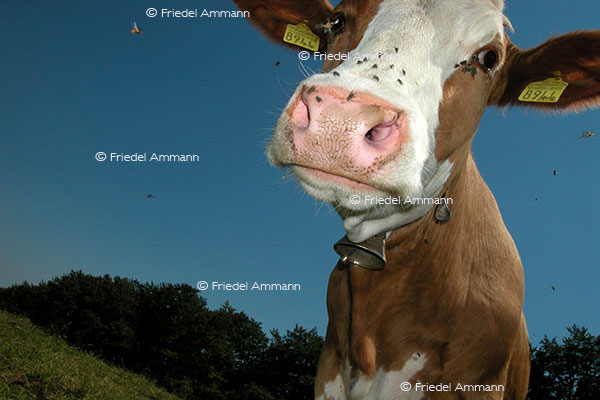 IMPRESSIONEN - Tiere 1 - Rotes Fleckvieh