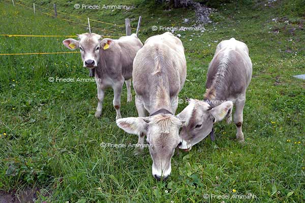 IMPRESSIONEN - Tiere 1 - Schweizer Braunvieh, Kälber