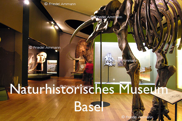 KULTUR – Naturhistorisches Museum Basel, Schweiz
