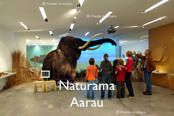 KULTUR – Ausstellungen / Galerien – Naturama – Aarau, Schweiz