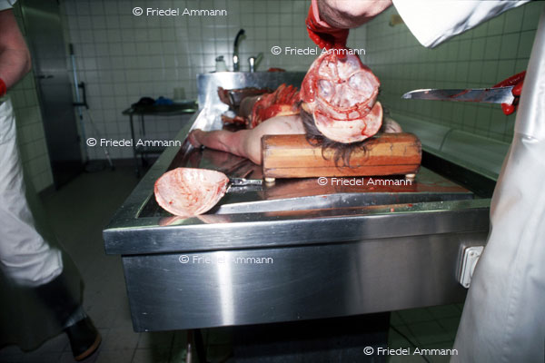 LEBEN - Gewalt / Force - Rechtsmedizin, Autopsie, Forensic medicine